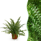 Nephrolepsis exaltata Green Lady, detail van het blad
