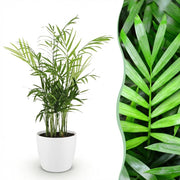 Chamaedorea elegans met witte pot
