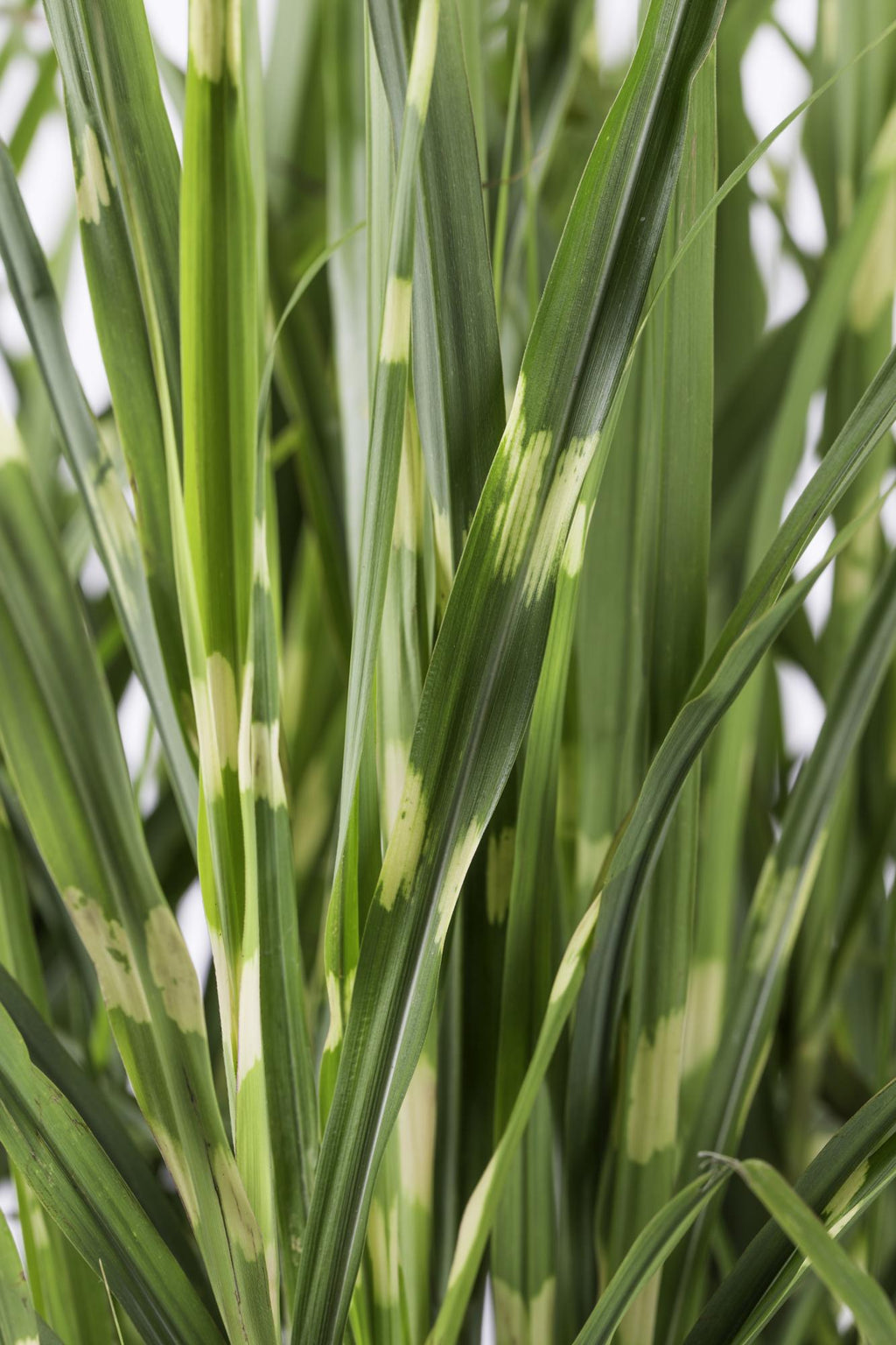 Detailfoto van Miscanthus sinensis Strictus