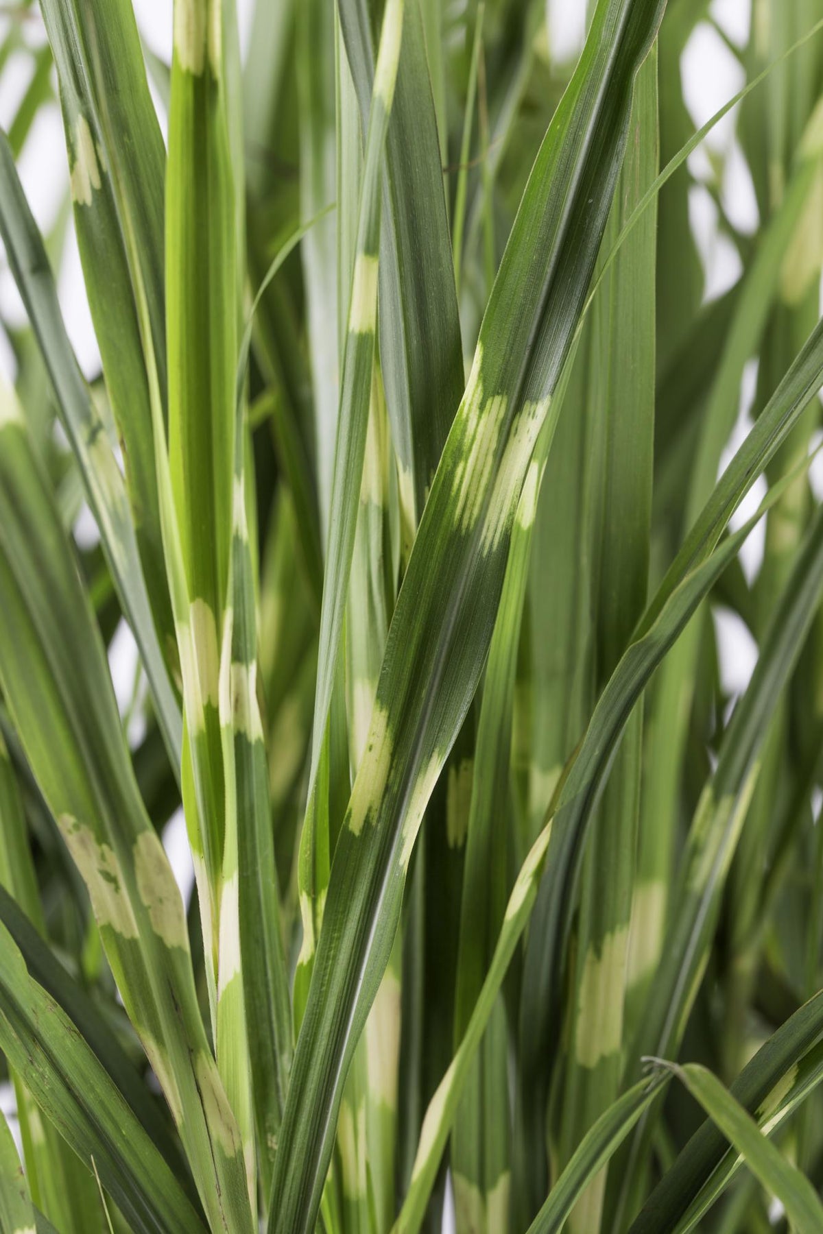 Detailfoto van Miscanthus sinensis Strictus