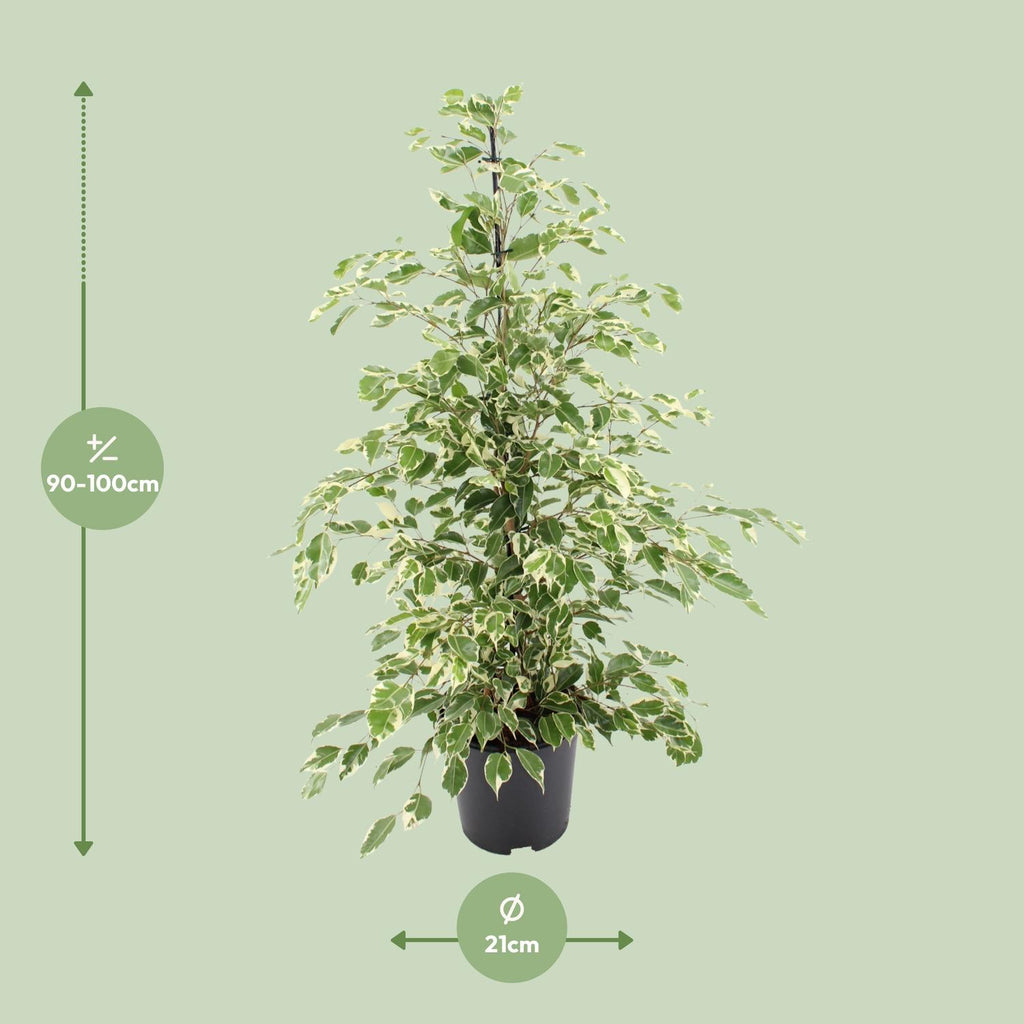 Ficus benjamina Twilight, detail van het blad