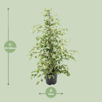 Ficus benjamina Twilight, detail van het blad