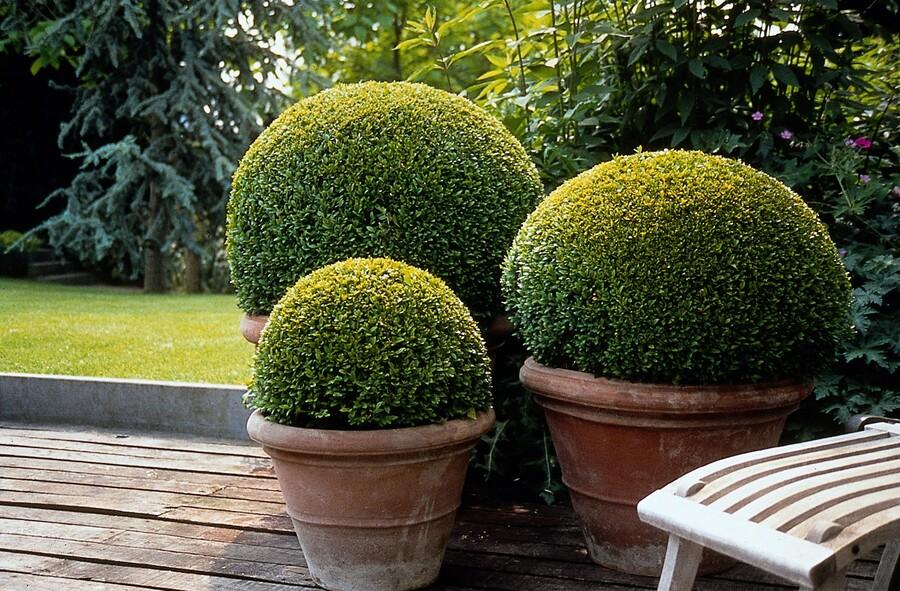 Buxus Sempervirens, 10-25 cm hoog, detail van het blad