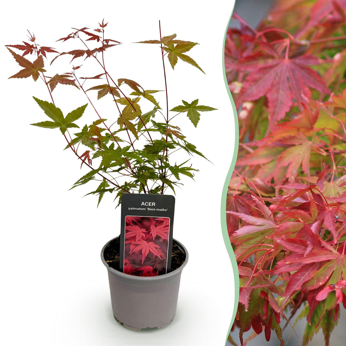 Acer palmatum Beni, plant voor tuin en border