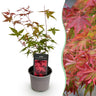 Acer palmatum Beni