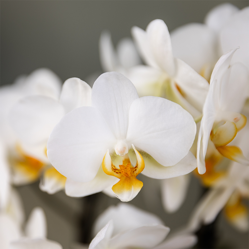 Witte Lausanne orchidee + rode Diabolo sierpot, detail van het blad