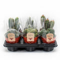 Productfoto van Cactus Mix - 6 stuks