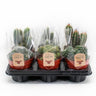 Cactus Mix - 6 stuks