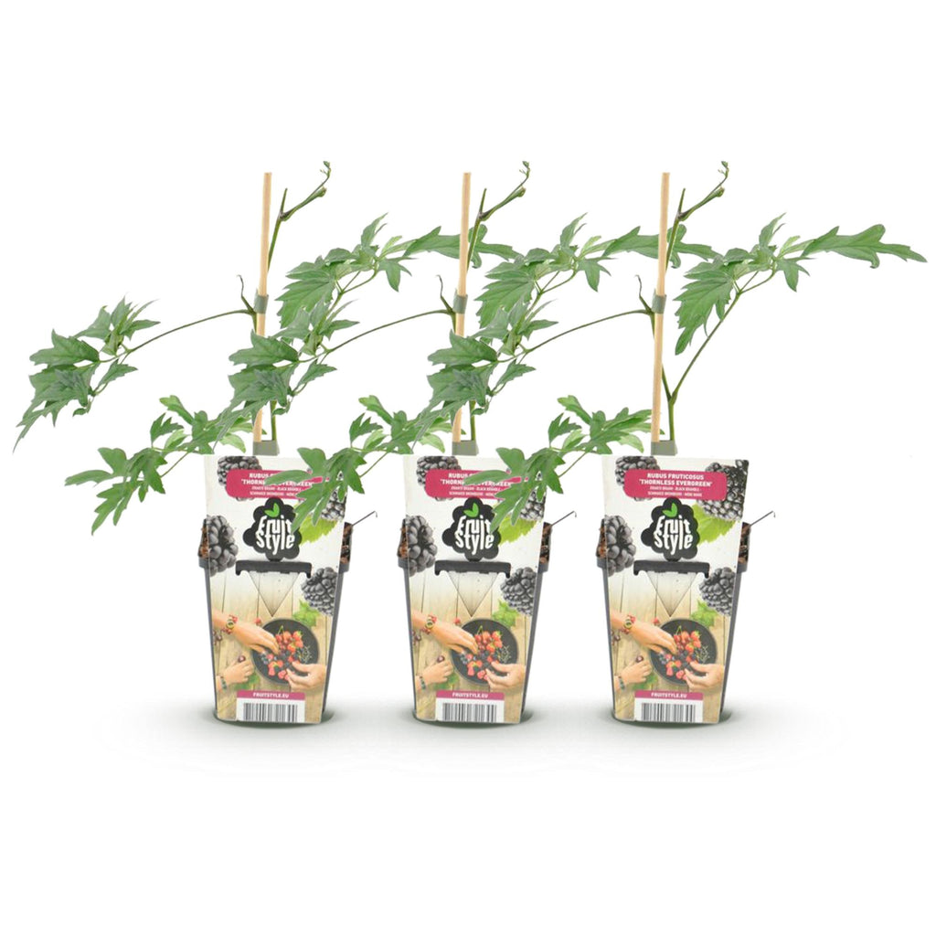 Groenblijvende braam Rubus Thornless Evergreen, plant in pot