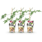 Groenblijvende braam Rubus Thornless Evergreen, plant in pot