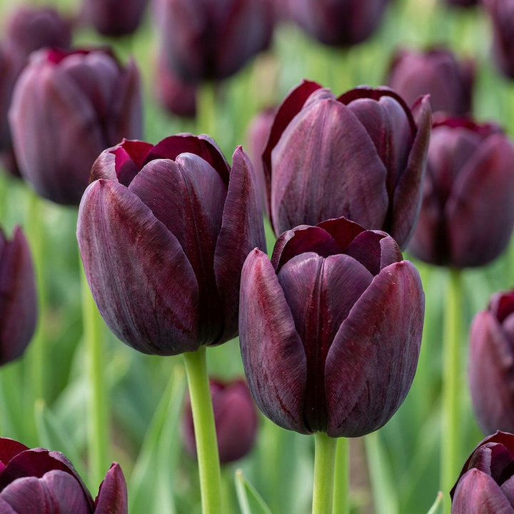 Triomftulp Black bloembollen, donkerpaars