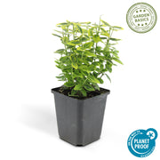 Euonymus fort. &