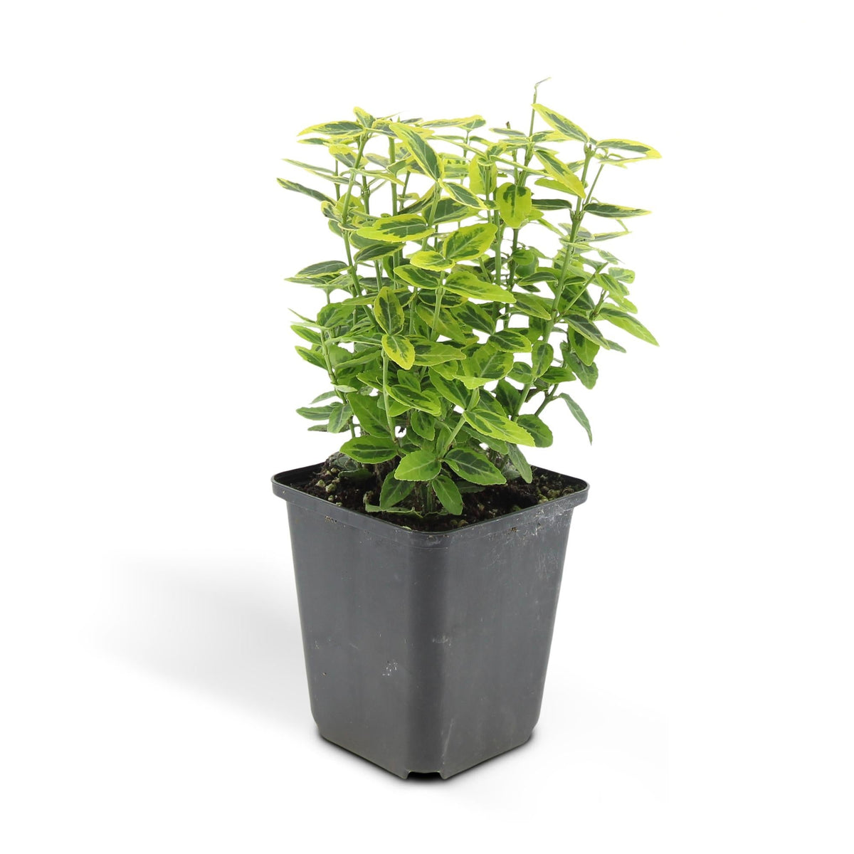 Productafbeelding van Pureplant