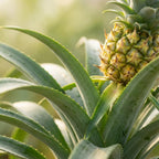 Ananasplant Mi Amigo, groene bladeren