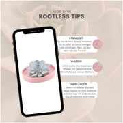 ROOTLESS Succulent Echeveria Lilacina in schaal &
