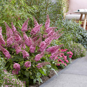 3x Buddleja davidii Butterfly Candy Little Pink