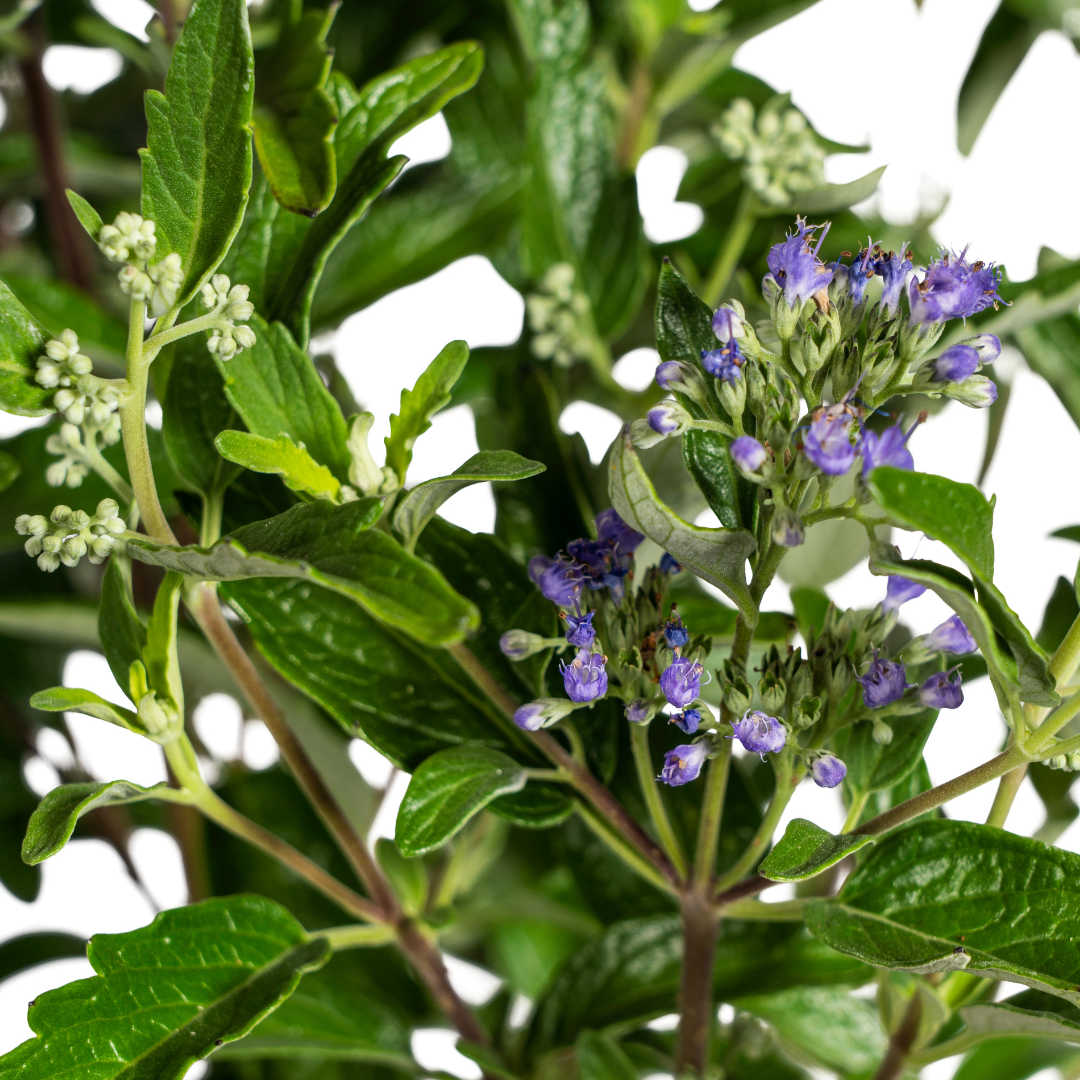 Caryopteris x Clandonensis, detail van het blad