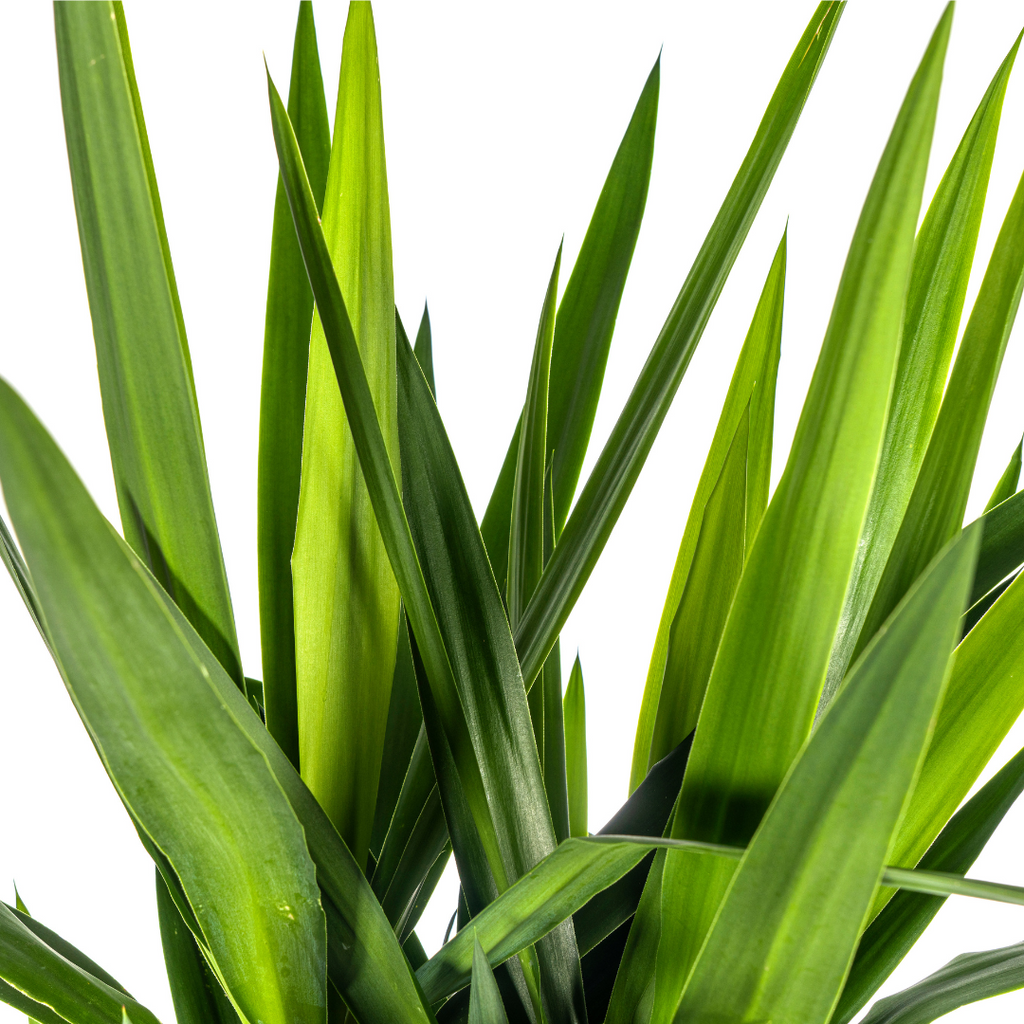 Yucca Elephantipes, groene bladeren