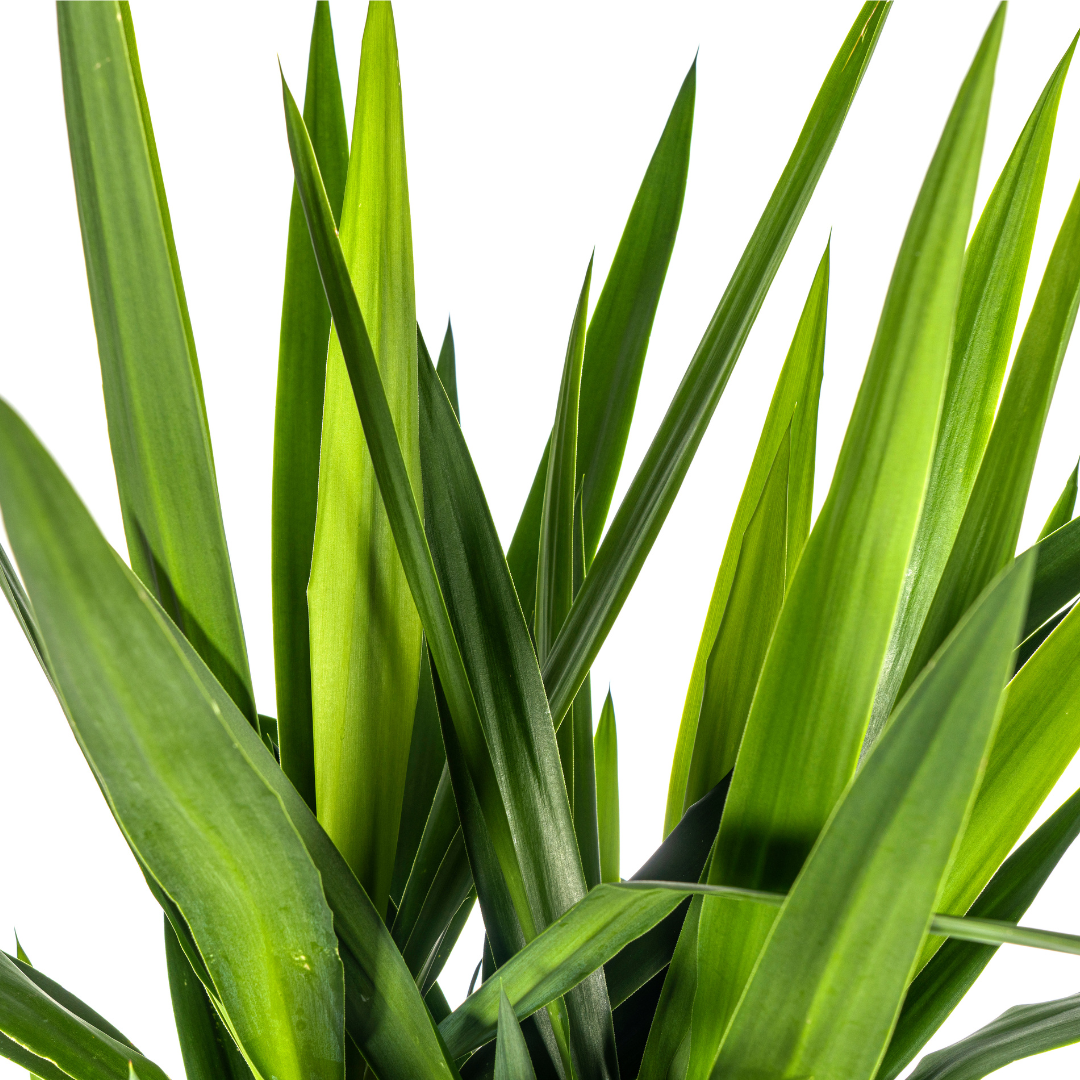 Yucca Elephantipes, groene bladeren
