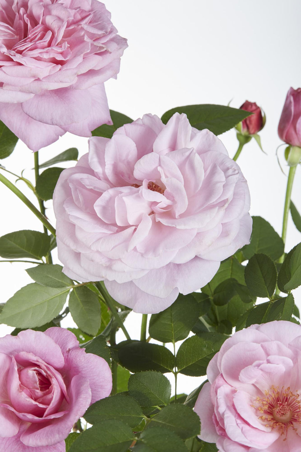 Detailfoto van Rosa Crazy in love 'Pink' - Roze Roos