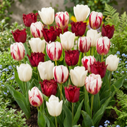 Tulp &
