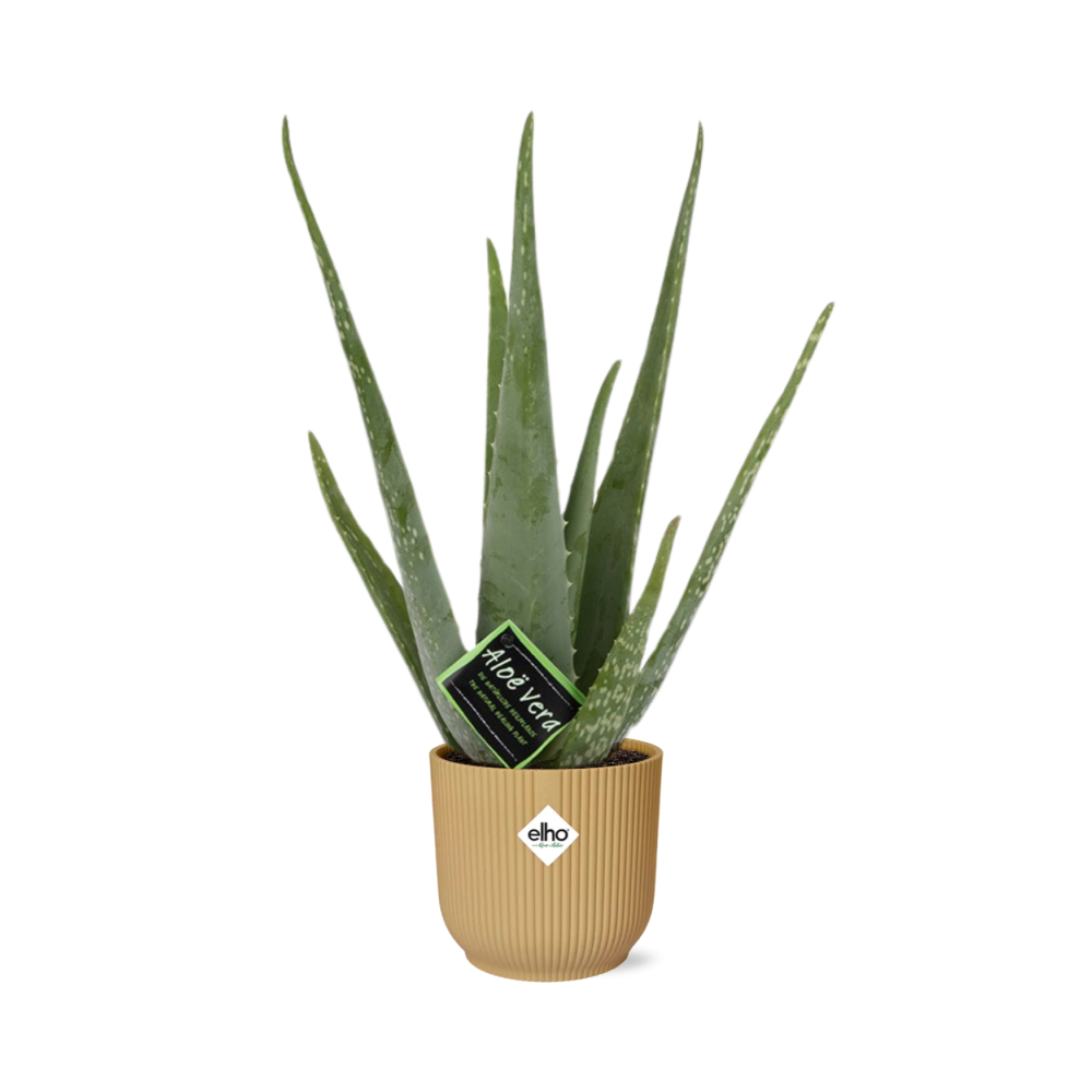 Productfoto van Aloe Vera 12cm in ELHO Vibes Fold 14cm geel