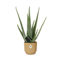 Productfoto van Aloe Vera 12cm in ELHO Vibes Fold 14cm geel