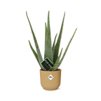 Productfoto van Aloe Vera 12cm in ELHO Vibes Fold 14cm geel