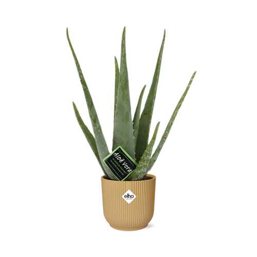 Productfoto van Aloe Vera 12cm in ELHO Vibes Fold 14cm geel