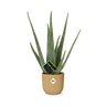 Aloe Vera 12cm in ELHO Vibes Fold 14cm geel