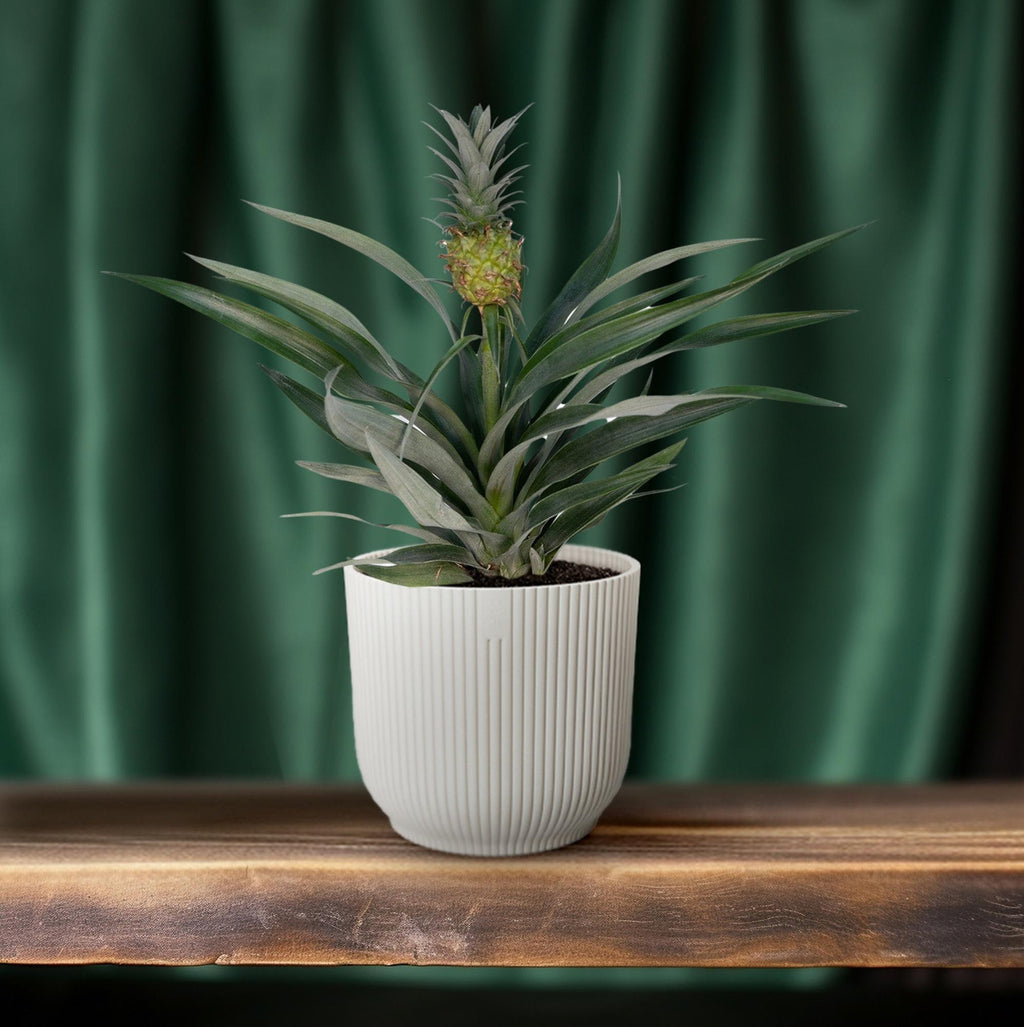 Productfoto van Bromelia Ananas