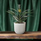 Productfoto van Bromelia Ananas