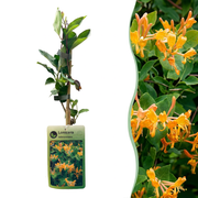 Lonicera x tellmanniana - Tellmann-kamperfoelie