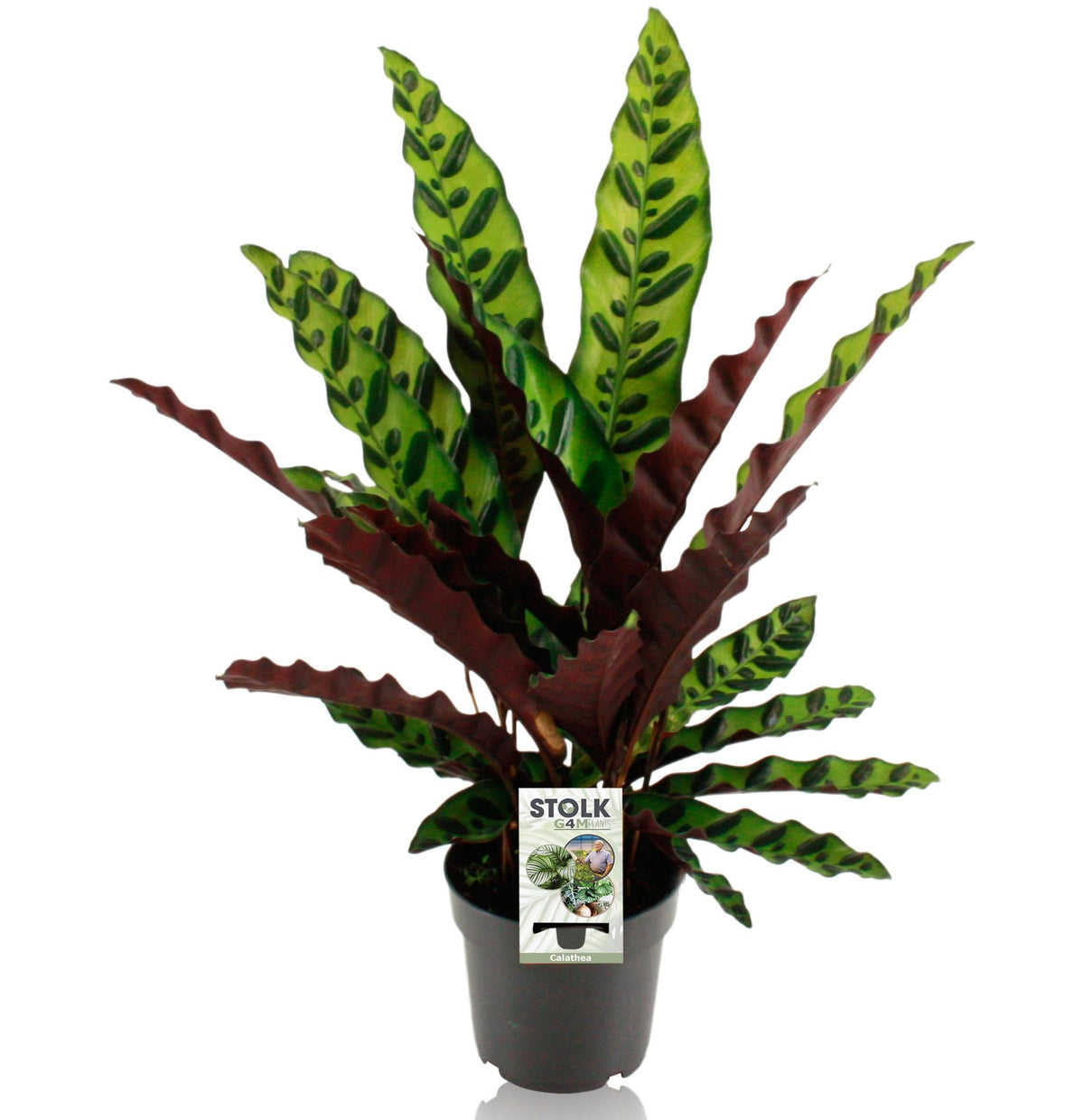 Productafbeelding van Pureplant