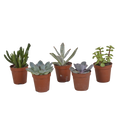 Vetplanten mix, plant in pot