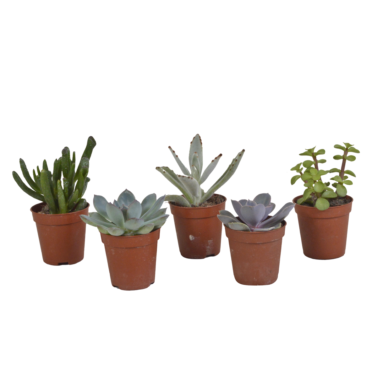 Vetplanten mix, plant in pot
