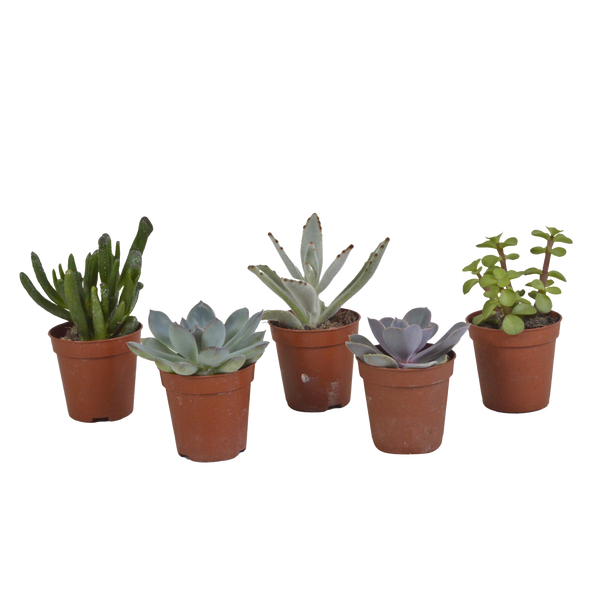 Vetplanten mix