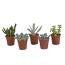 Vetplanten mix