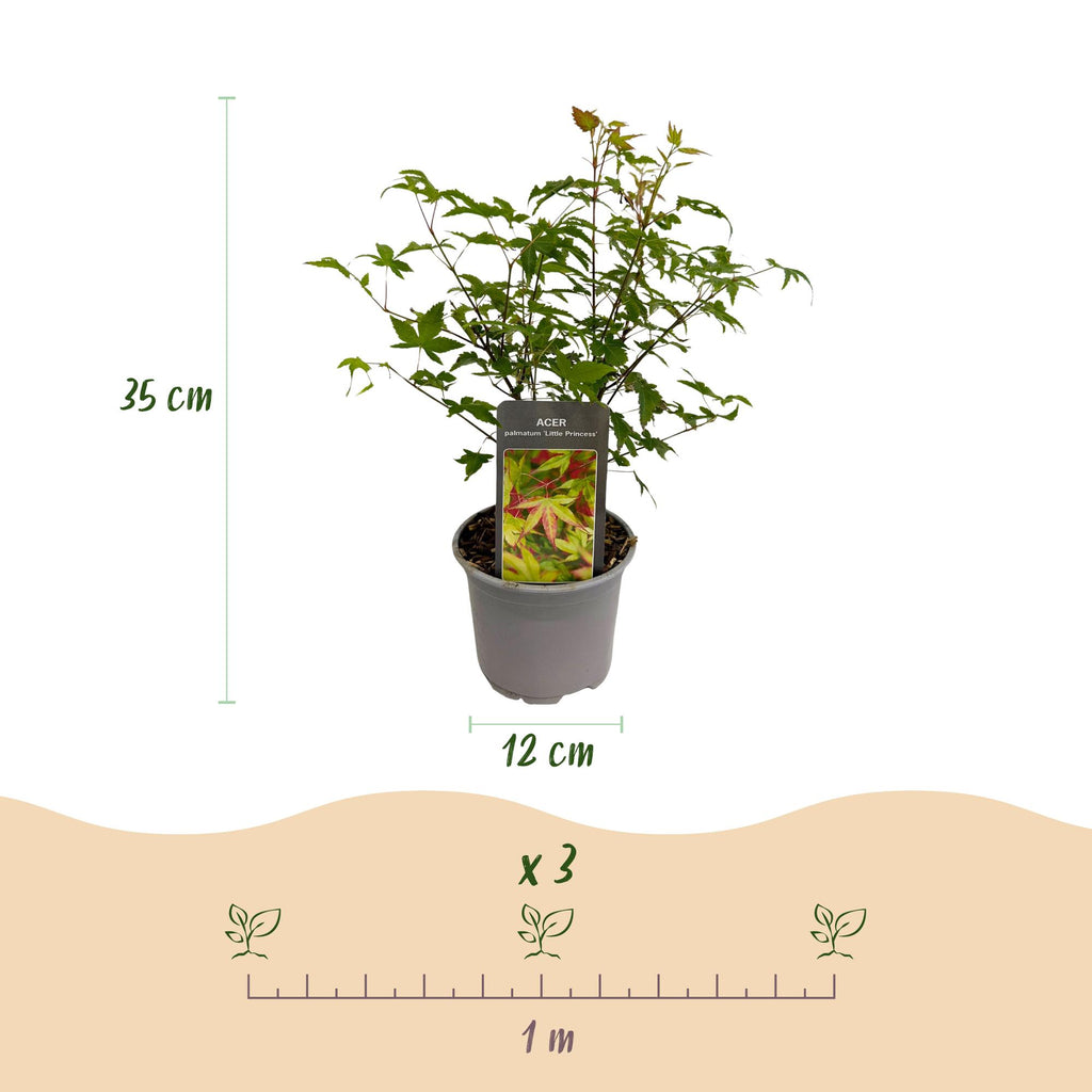 Acer palmatum Little Princess, sterke plant