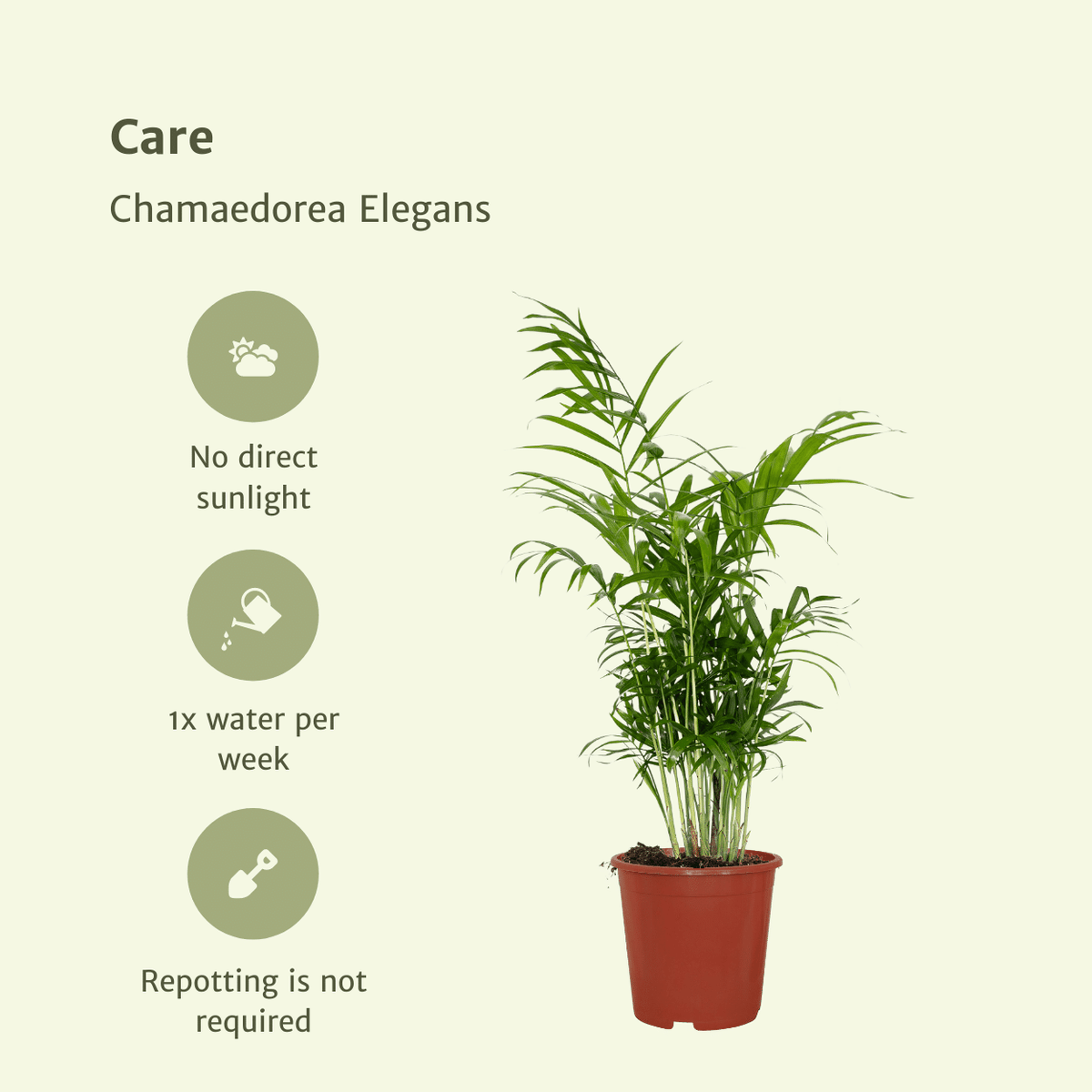 Detailfoto van Chamaedorea Elegans (Mexicaanse Bergpalm) - 2 stuks