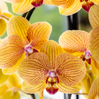 Orchidee 'Niagara Falls' Sunny Bunny met sierpot, groene bladeren