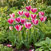 Tulp &