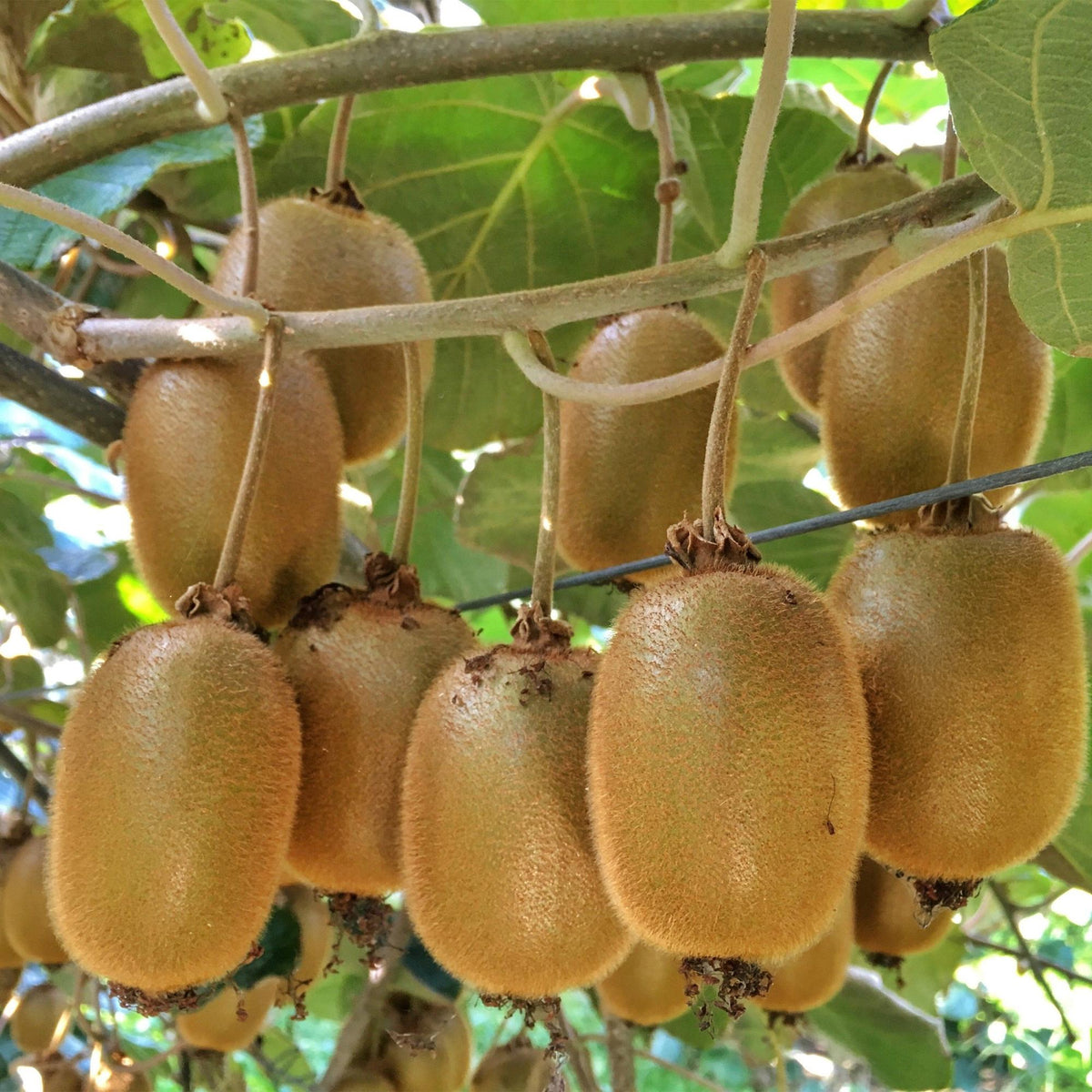 Kiwiplant Hayward, fruitgewas voor de tuin, groeiwijze van de plant