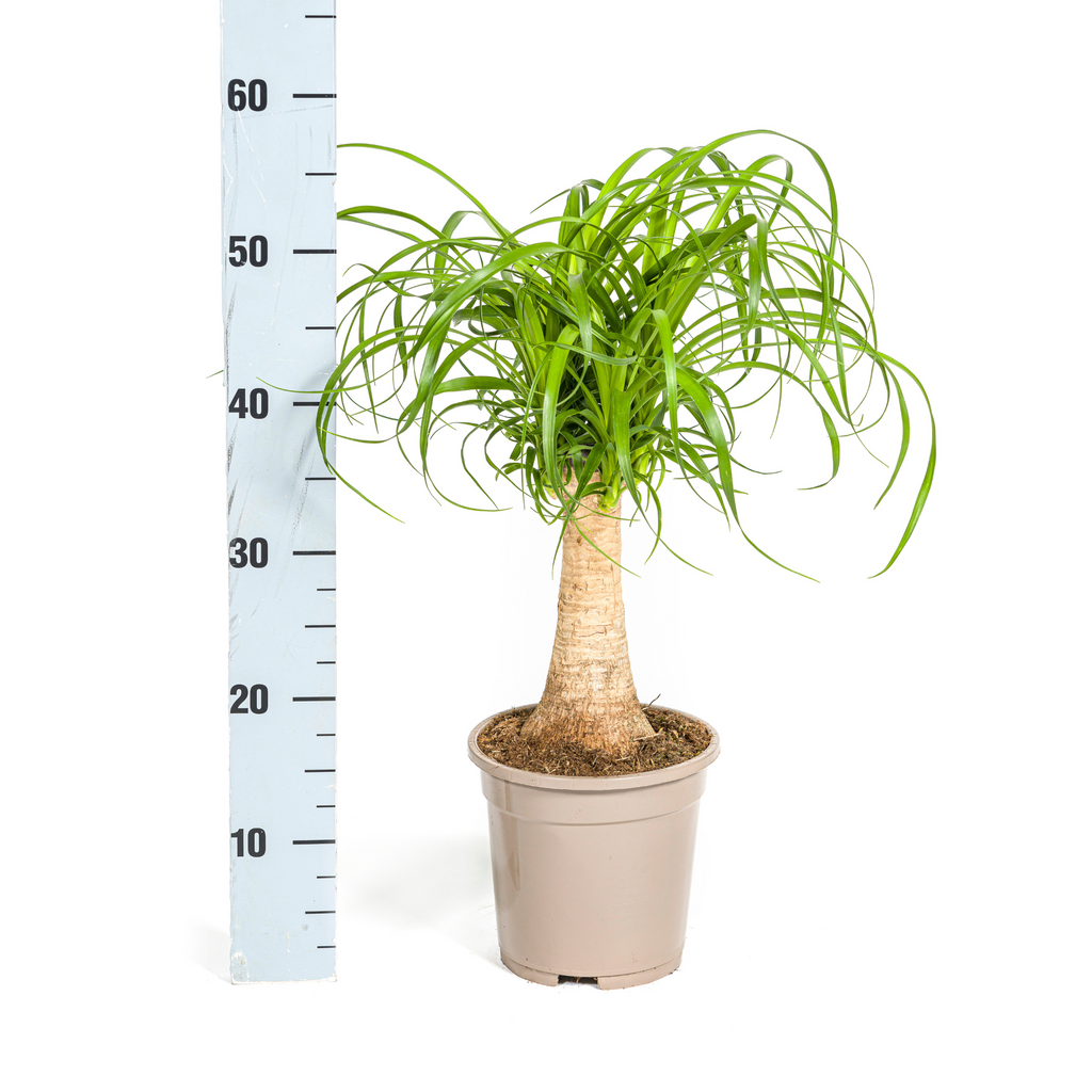 Beaucarnea Recurvata Stam, detail van het blad