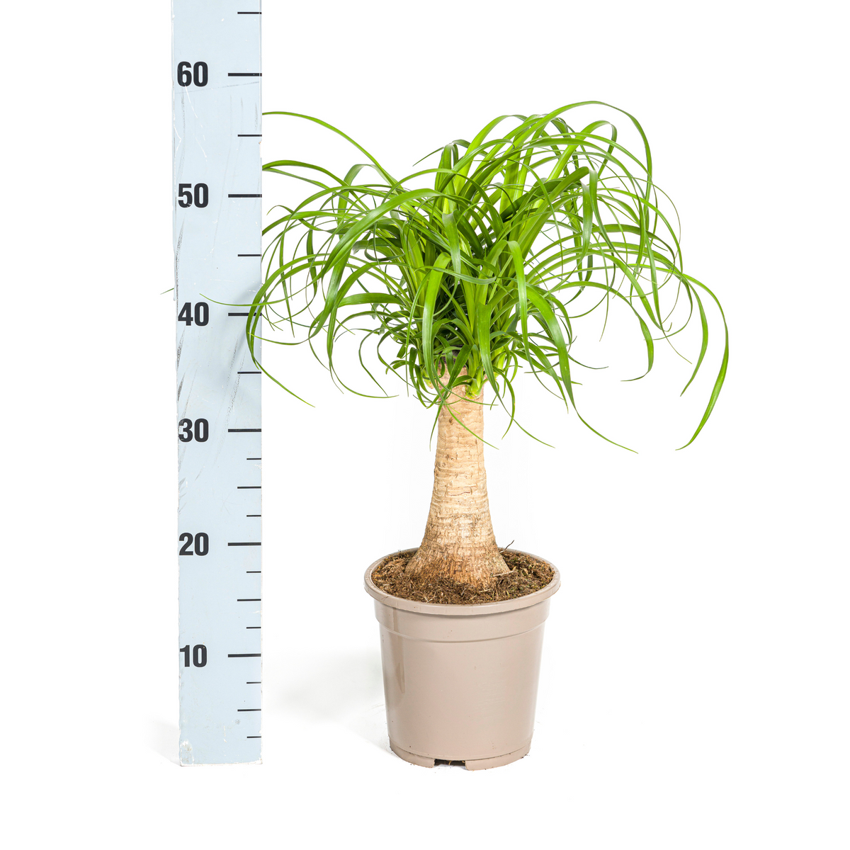 Beaucarnea Recurvata Stam, detail van het blad