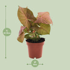 Detailfoto van Syngonium Neon