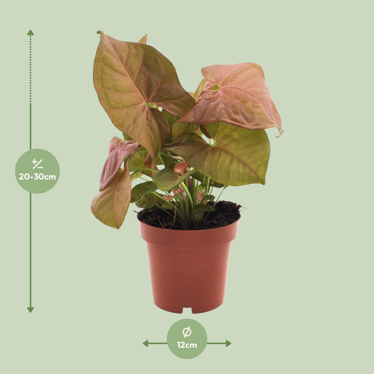 Detailfoto van Syngonium Neon
