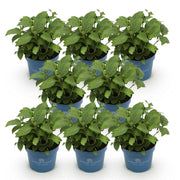 Hortensia Endless Summer Summer Love Purple