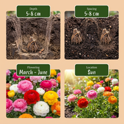 Ranonkel Ranunculus mix bloembollen, foto 4