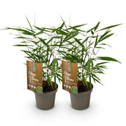 Fargesia scabrida Asian Wonder, 35 cm hoog